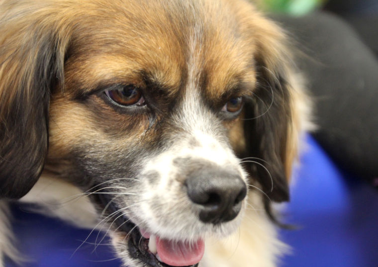Fort Hood Paws for Reading